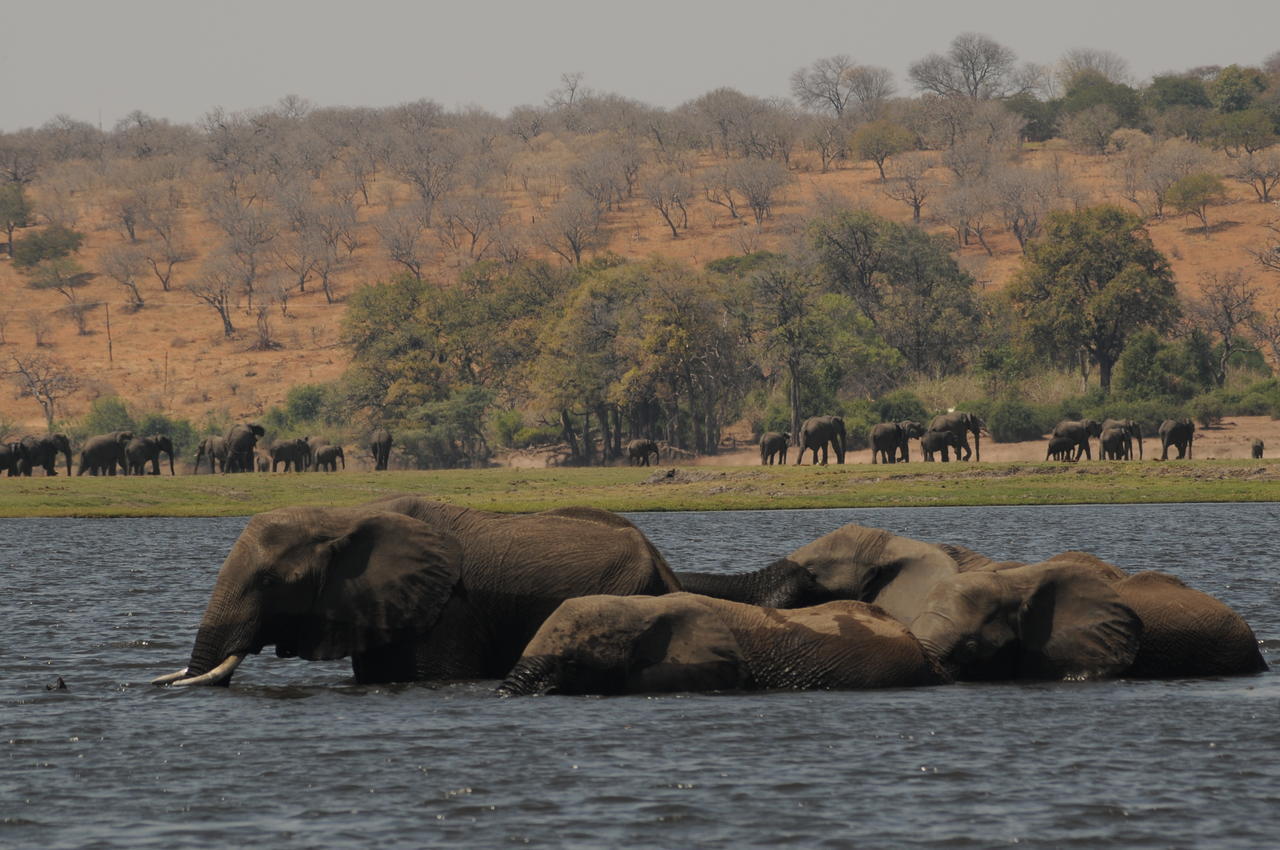 Ngoma Safari Lodge Kavimba Ngoại thất bức ảnh