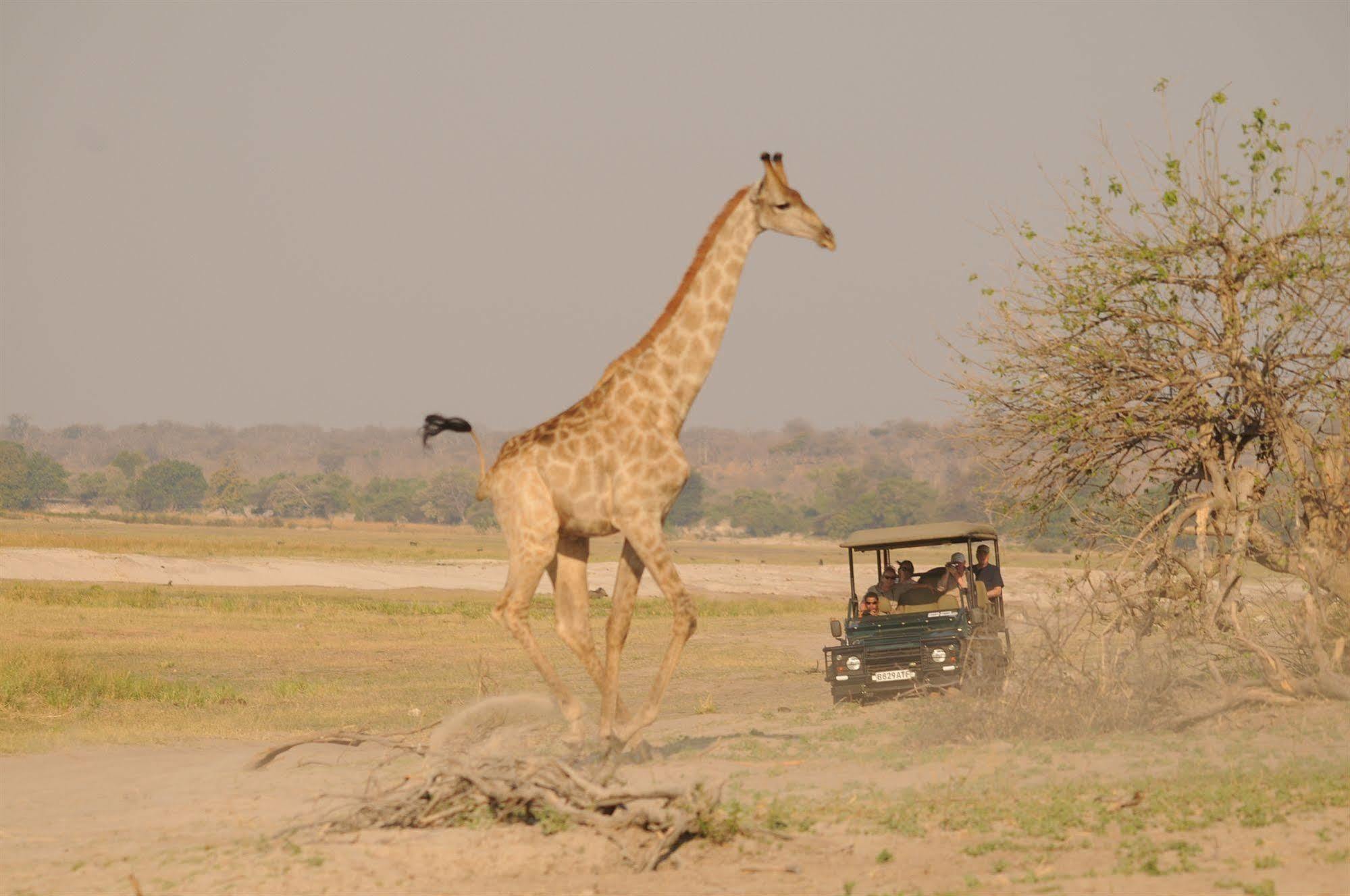 Ngoma Safari Lodge Kavimba Ngoại thất bức ảnh