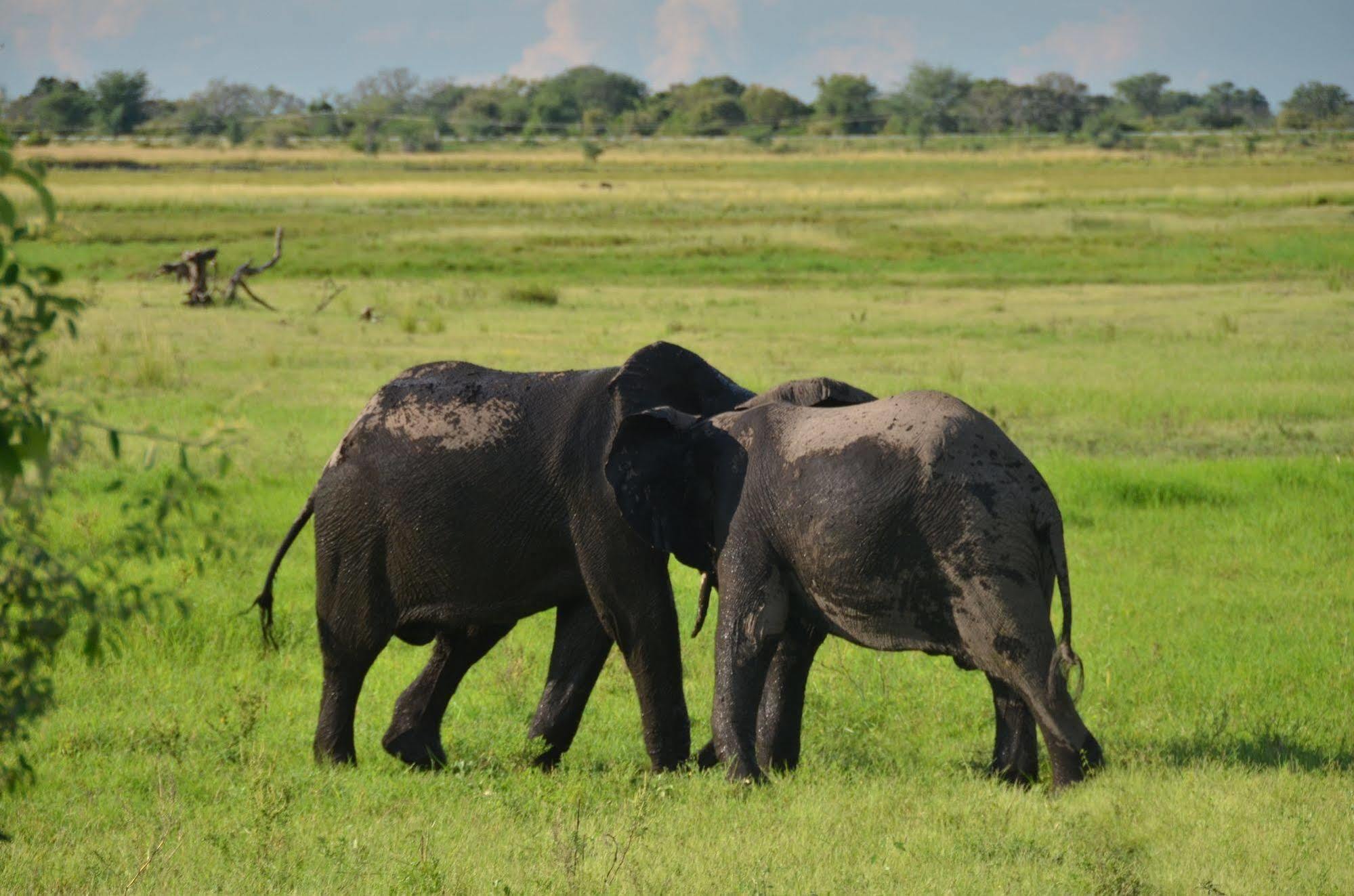 Ngoma Safari Lodge Kavimba Ngoại thất bức ảnh
