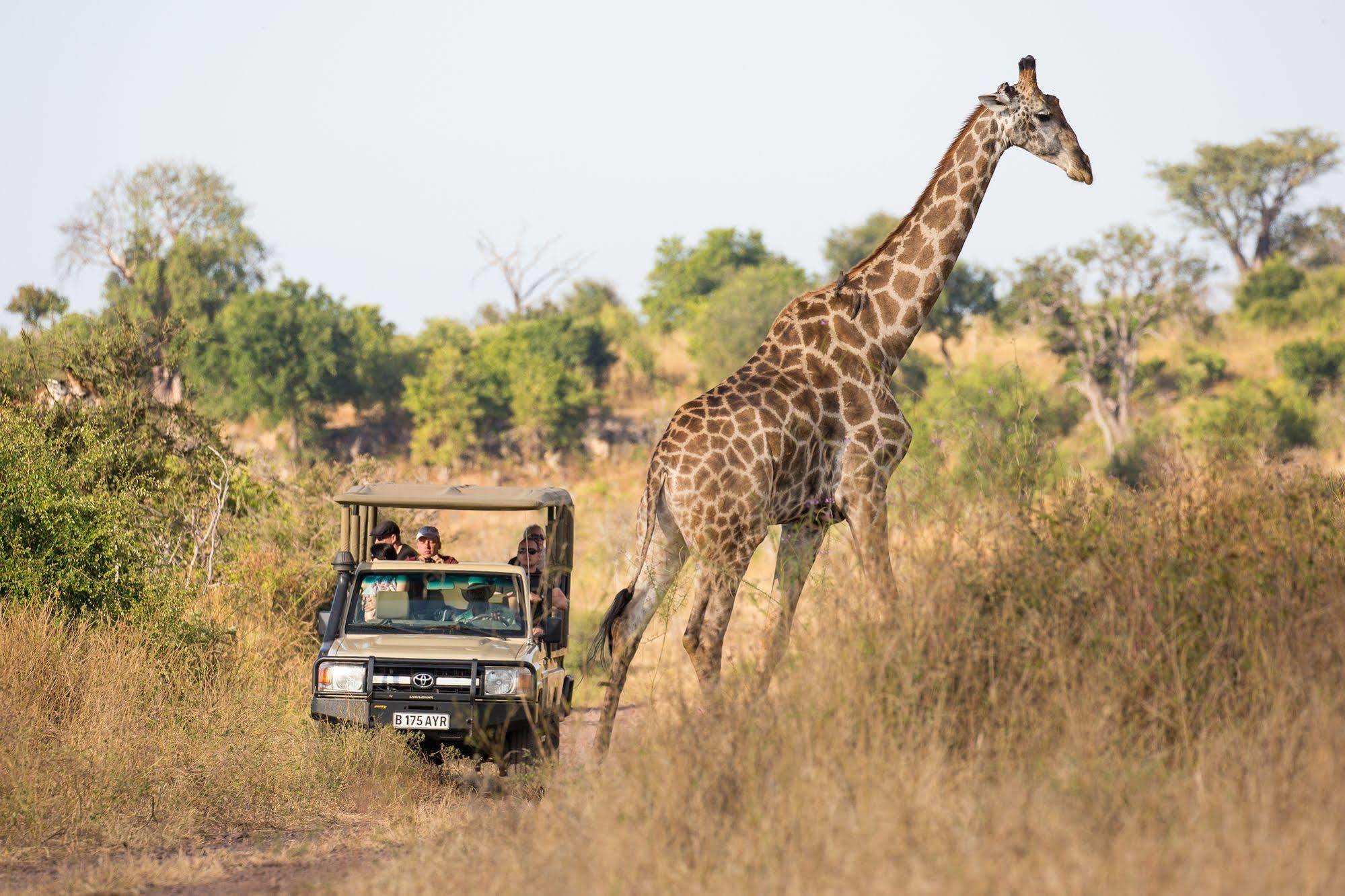 Ngoma Safari Lodge Kavimba Ngoại thất bức ảnh