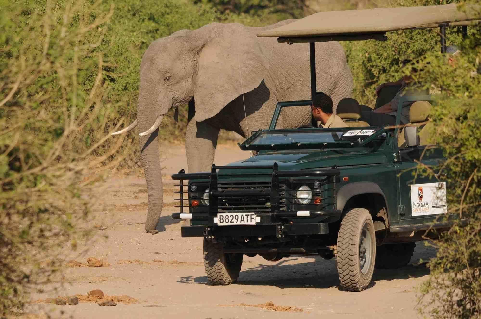 Ngoma Safari Lodge Kavimba Ngoại thất bức ảnh